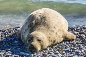zeehond